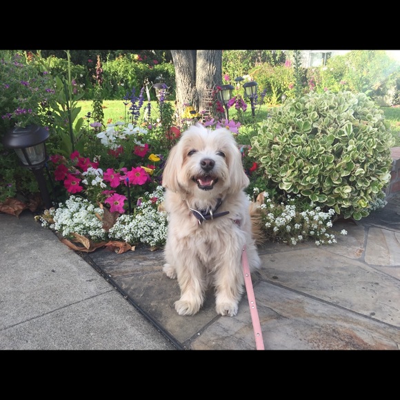 Bundle 3 dog 🐶 items for 10% off / read m… - Picture 2 of 16